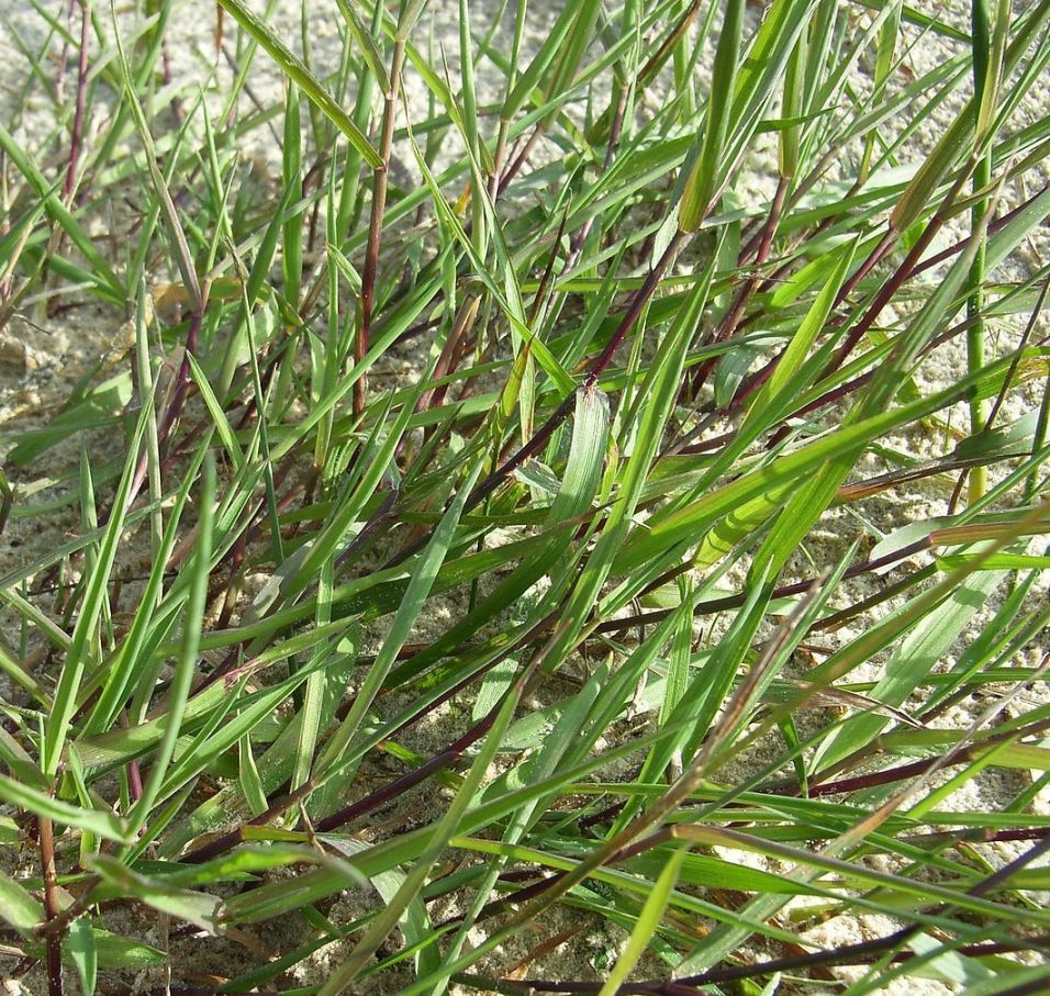 止步小半城植物大课堂之植物集西伯利亚剪股颖