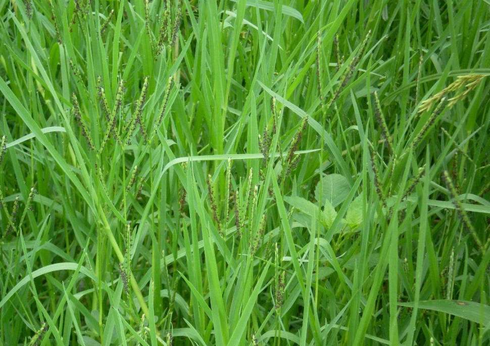 止步小半城植物大课堂之植物集双穗雀稗
