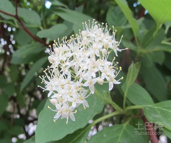 止步小半城植物大课堂之花草集珍珠花