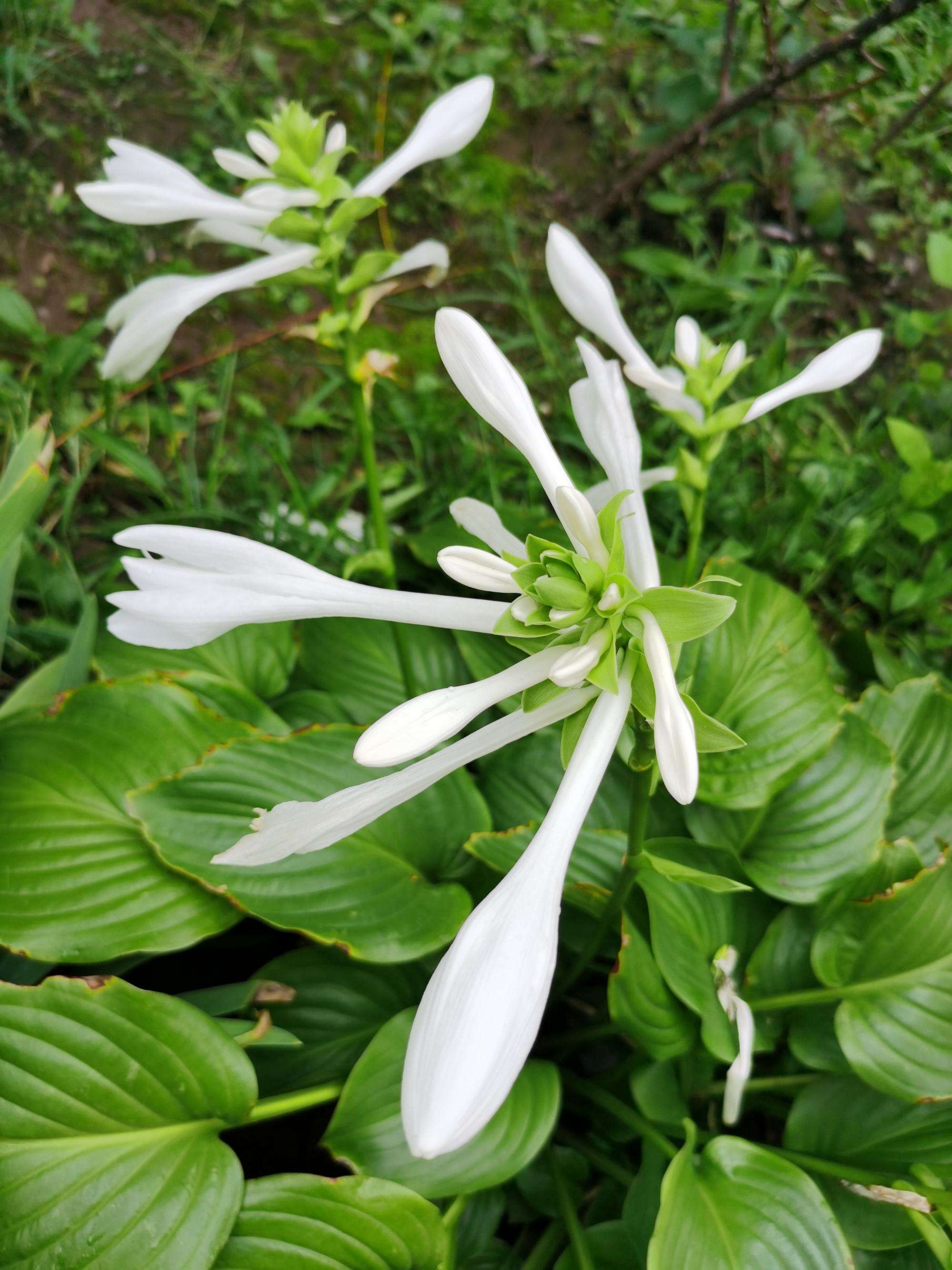 止步·小半城植物大课堂之花草集