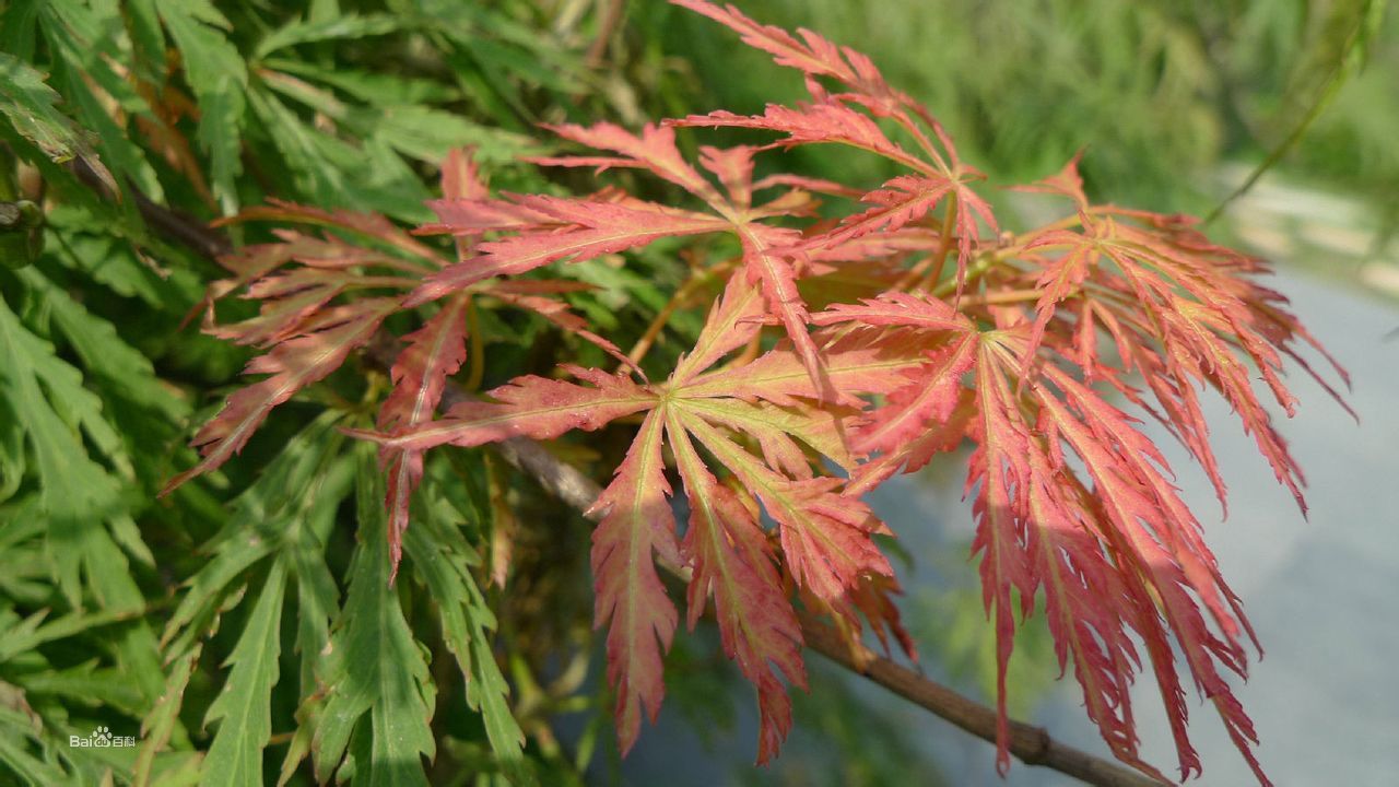 止步小半城植物大课堂之植物集羽毛枫
