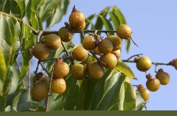 止步小半城植物大课堂之植物集无患子