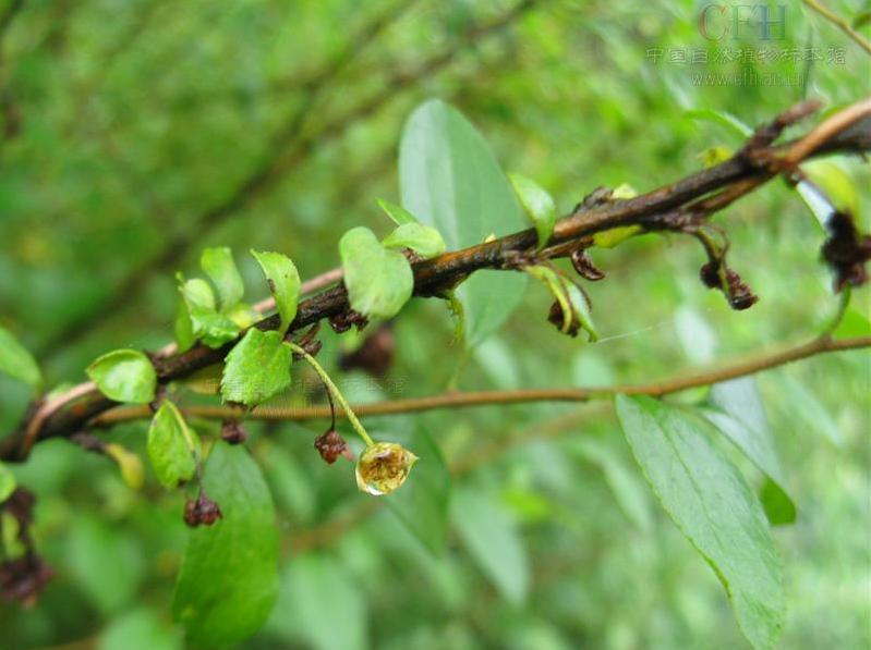 止步·小半城植物大课堂之植物集——李叶绣线菊