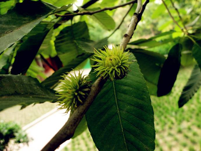 止步小半城植物大課堂之植物集栓皮櫟