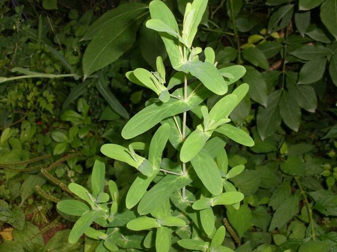 止步·小半城植物大课堂之花草集——元宝草