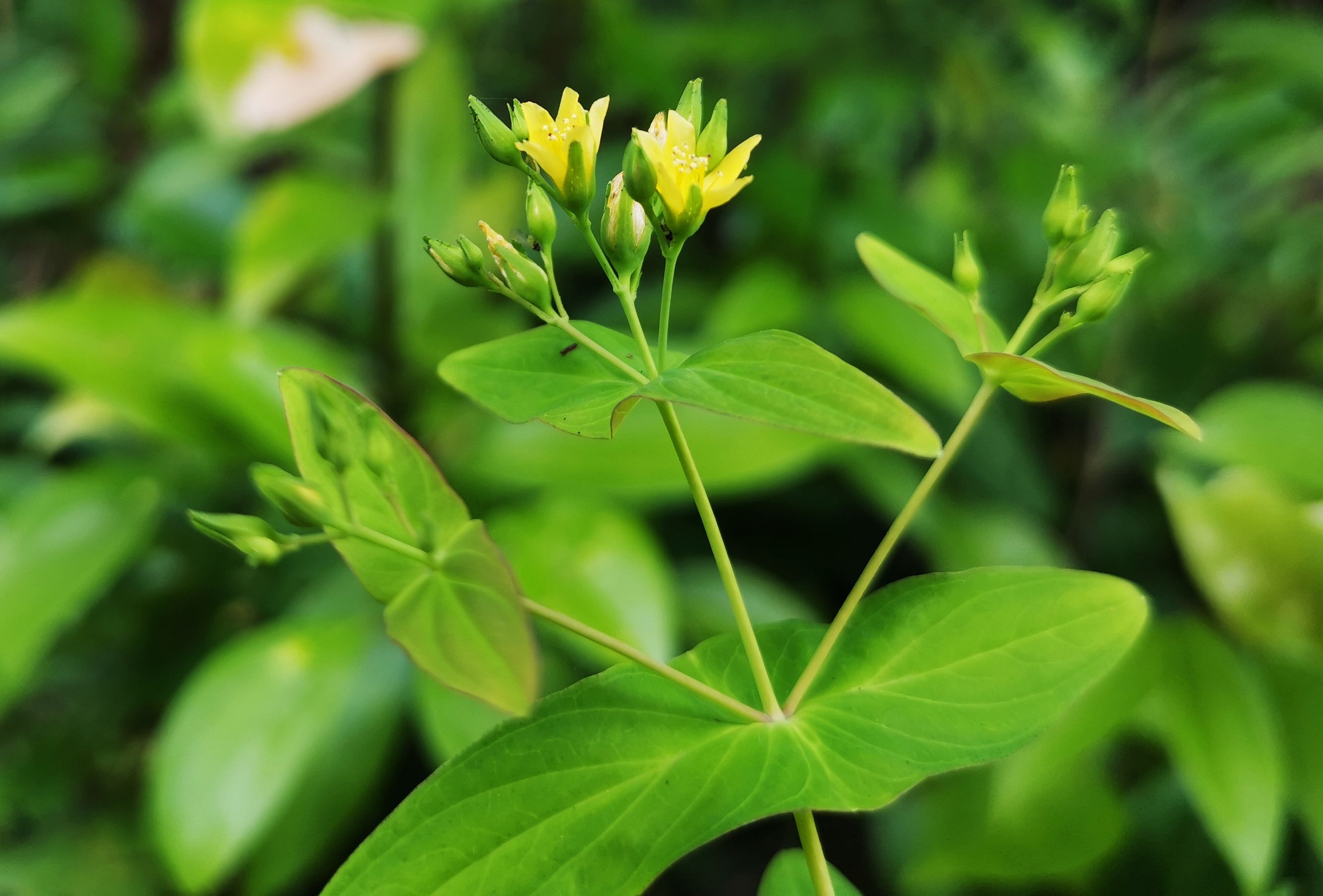 止步·小半城植物大课堂之花草集——元宝草