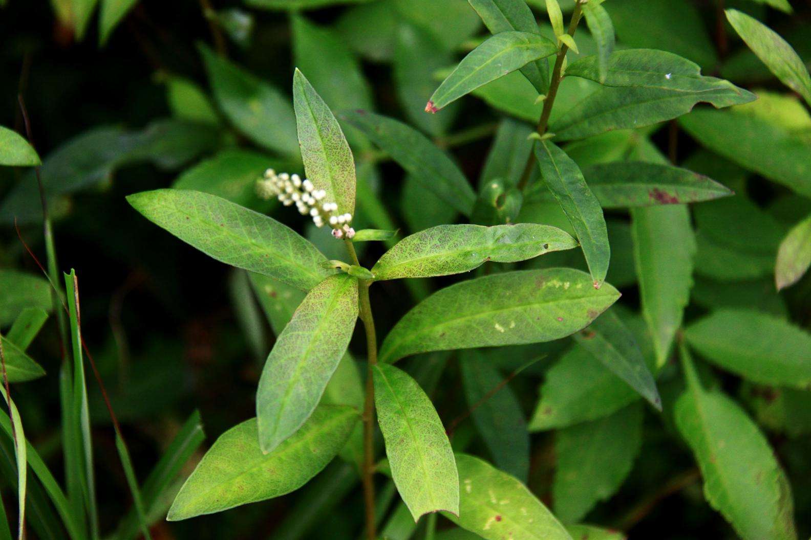 止步小半城植物大課堂之花草集星宿菜