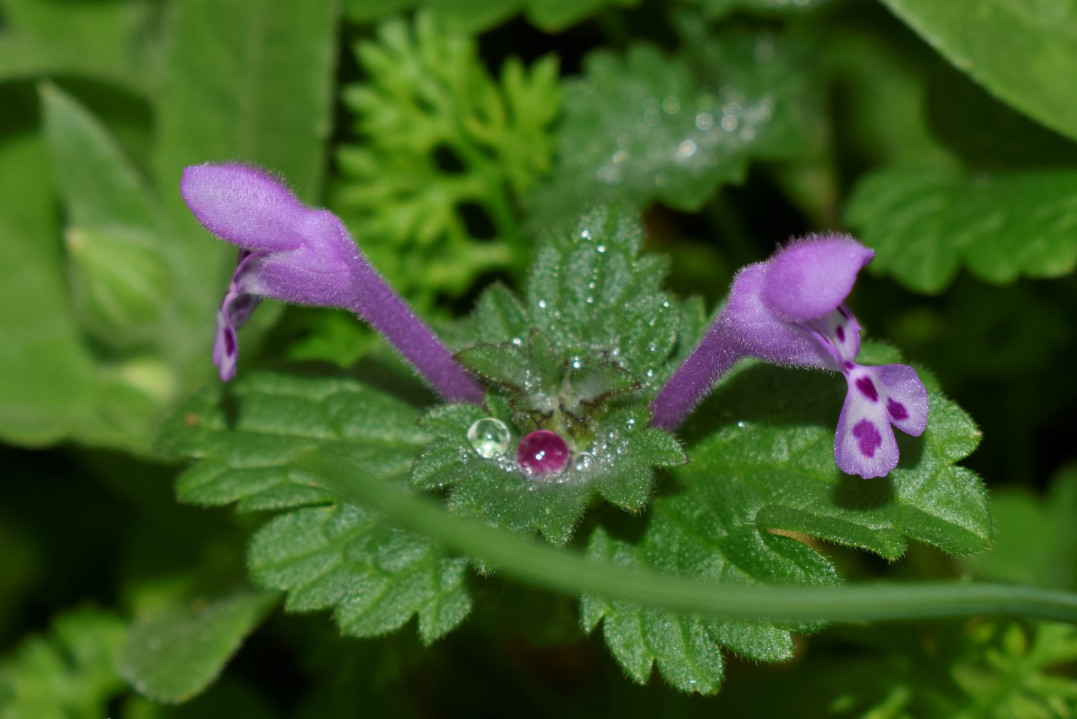 止步·小半城植物大课堂之花草集——宝盖草
