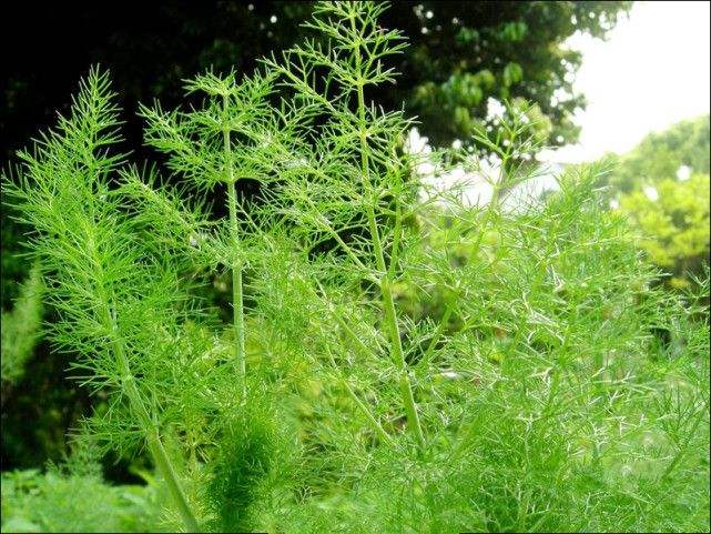 止步小半城植物大课堂之花草集细叶芹